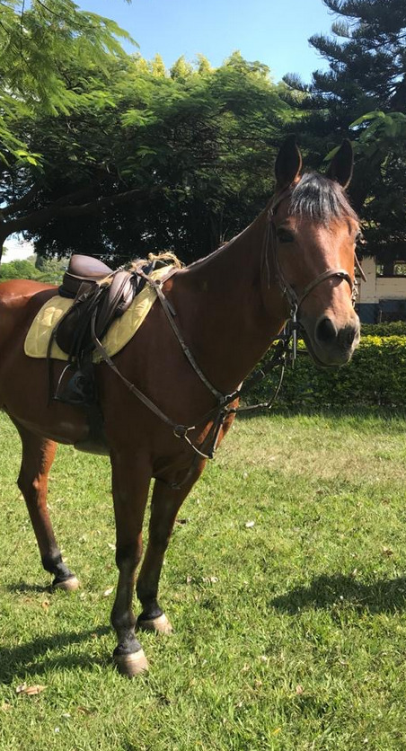 Contundido, cavalo de equoterapia necessita de doações que auxiliem no seu tratamento